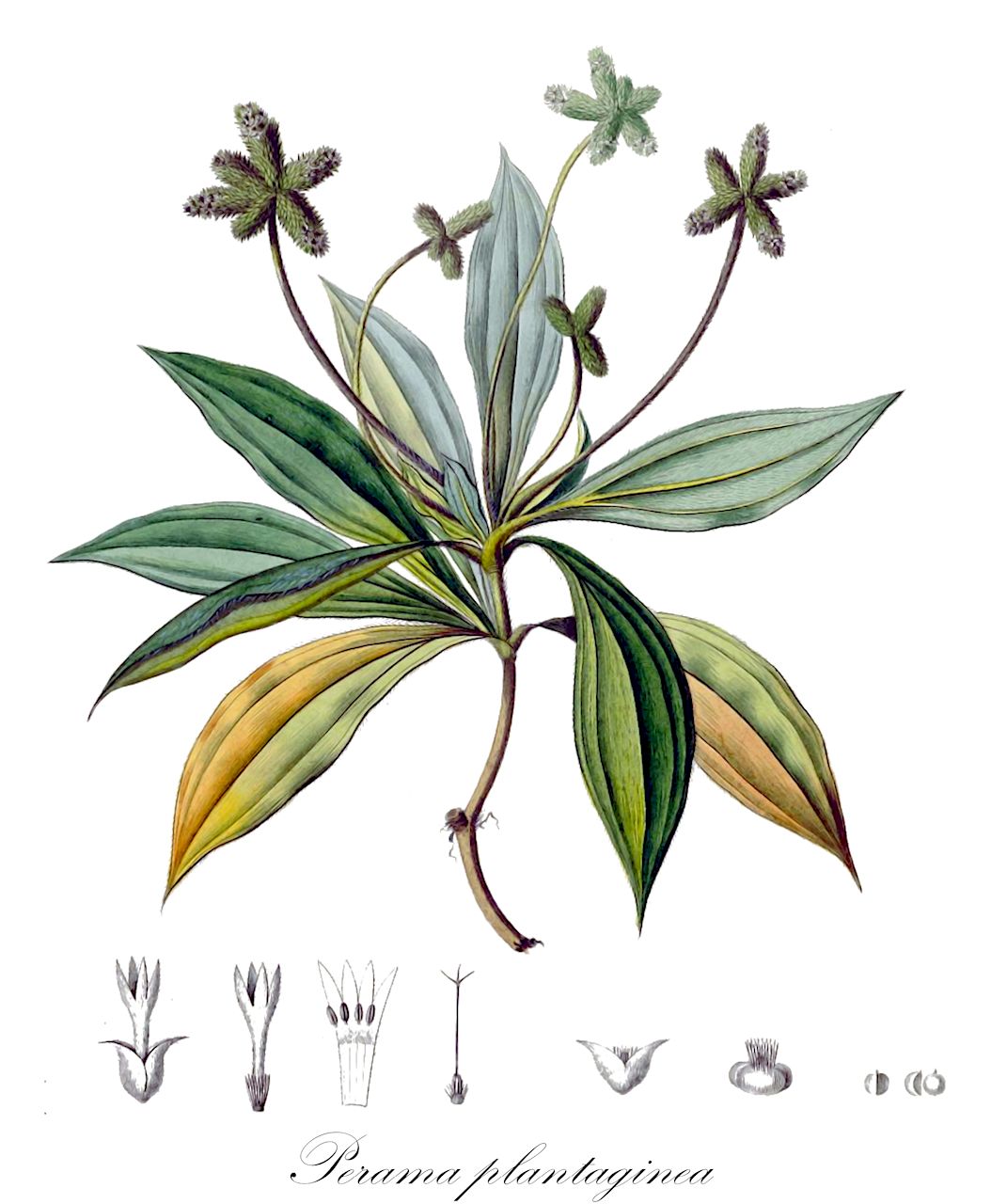 Perama plantaginea - Rubiaceae,Plantae,Pteridobiotina,Angiosperms,Gentianales,Rubiaceae,Perama,Perama plantaginea,Buchia plantaginea