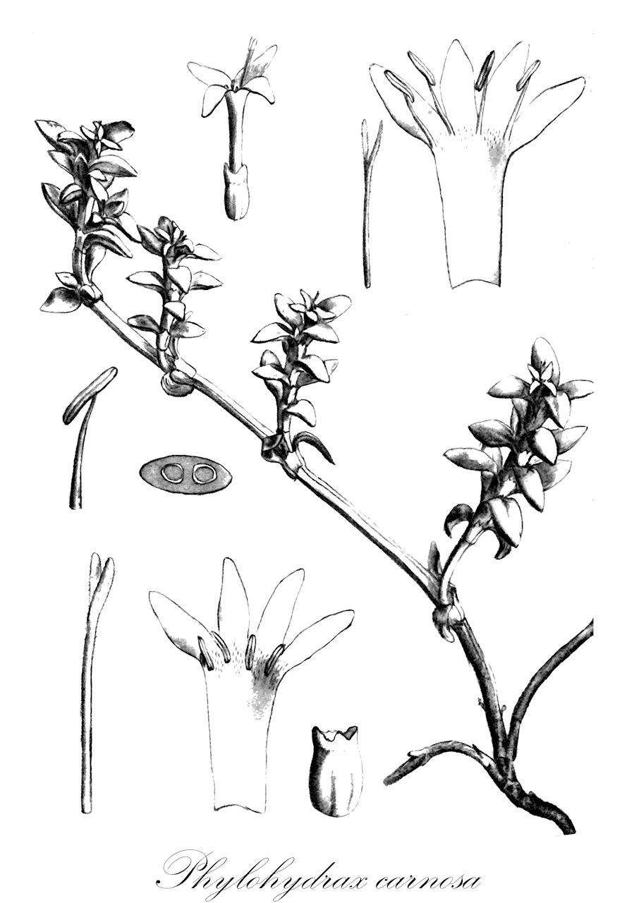 Phylohydrax carnosa - Rubiaceae,Plantae,Pteridobiotina,Angiosperms,Gentianales,Rubiaceae,Phylohydrax,Phylohydrax carnosa,Diodia carnosa, Hydrophylax carnosa