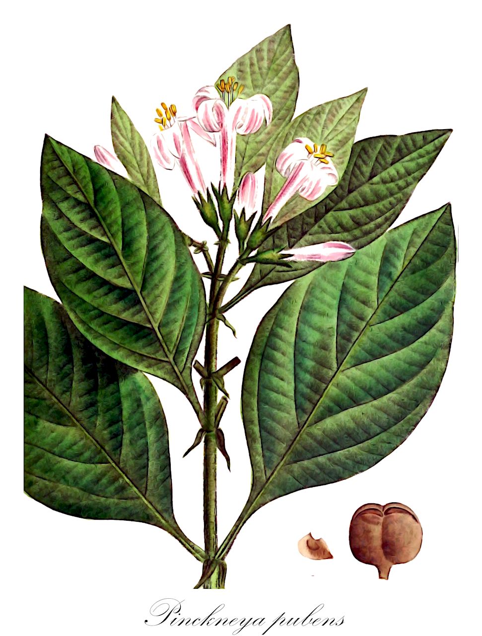 Pinckneya pubens - Rubiaceae,Plantae,Pteridobiotina,Angiosperms,Gentianales,Rubiaceae,Pinckneya,Pinckneya pubens,Cinchona caroliniana, Cinchona pubens, Pinckneya bracteata, Pinckneya pubescens