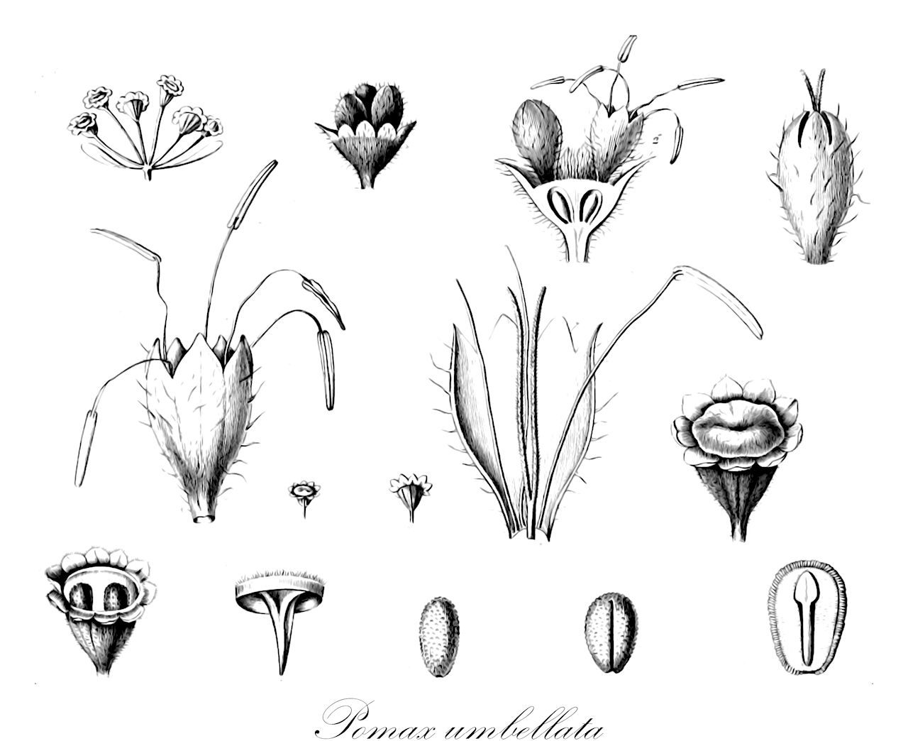 Pomax umbellata - Rubiaceae,Plantae,Pteridobiotina,Angiosperms,Gentianales,Rubiaceae,Pomax,Pomax umbellata,Opercularia banksiana, Opercularia lamarckiana, Opercularia umbellata, Pomax glabra, Pomax hirta, Pomax rupestris, Pomax umbellata var. carnosula, Pomax umbellata var. glabra, Pomax umbellata var. hirta, Pomax umbellata var. mitchelliana, Pomax umbellata var. ovatifolia