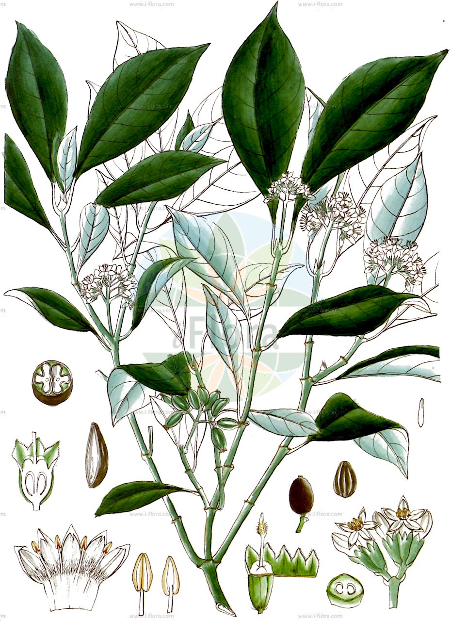 Psychotria bisulcata - Rubiaceae,Plantae,Pteridobiotina,Angiosperms,Gentianales,Rubiaceae,Psychotria,Psychotria bisulcata,Psychotria dodda-jerrane, Psychotria doddajorrane, Uragoga bisulcata