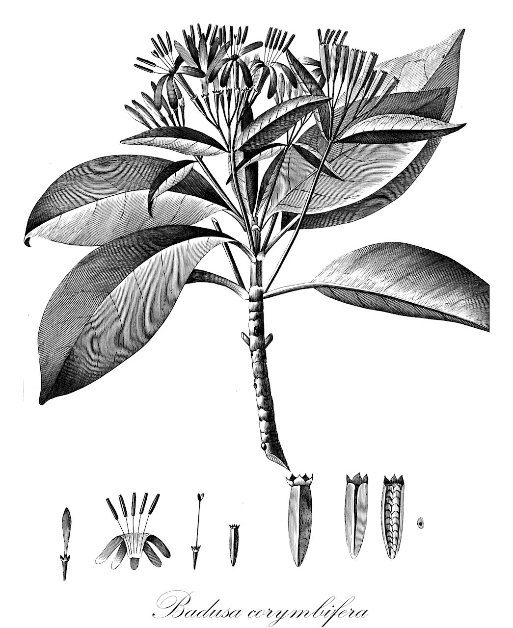 Badusa corymbifera - Rubiaceae,Plantae,Pteridobiotina,Angiosperms,Gentianales,Rubiaceae,Badusa,Badusa corymbifera,Badusa philippica, Cinchona corymbifera, Exostema corymbiferum