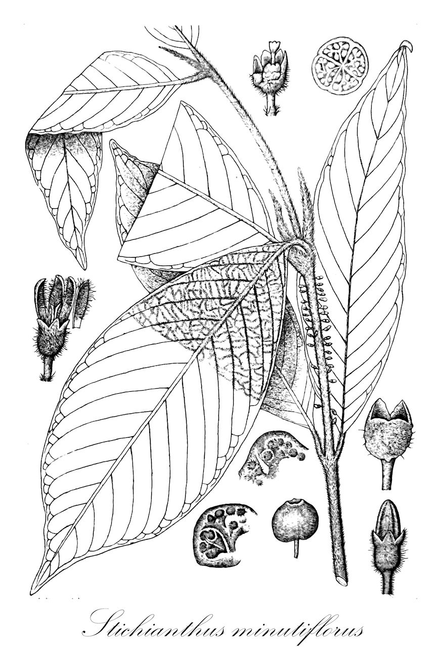 Stichianthus minutiflorus - Rubiaceae,Plantae,Pteridobiotina,Angiosperms,Gentianales,Rubiaceae,Stichianthus,Stichianthus minutiflorus,Stichianthus kinabaluensis