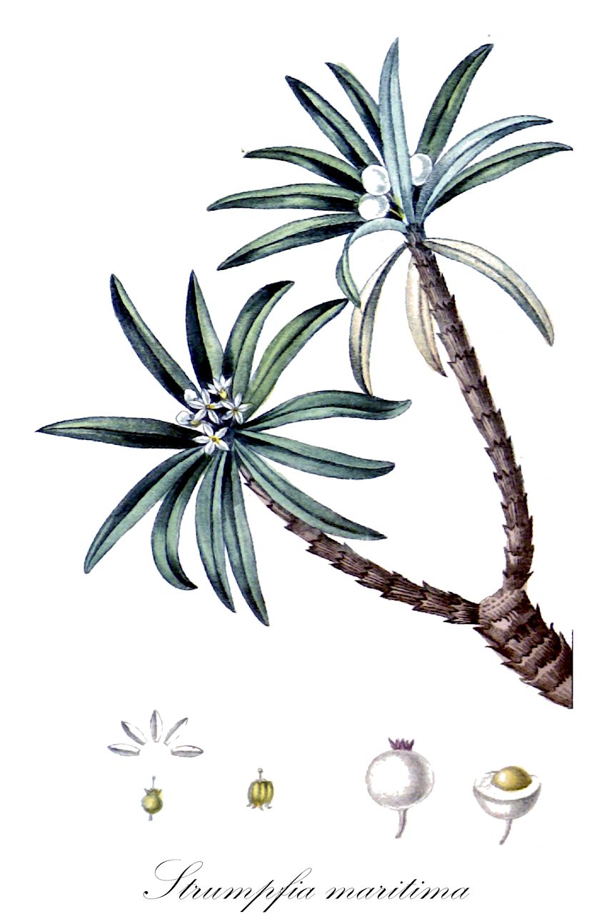 Strumpfia maritima - Rubiaceae,Plantae,Pteridobiotina,Angiosperms,Gentianales,Rubiaceae,Strumpfia,Strumpfia maritima