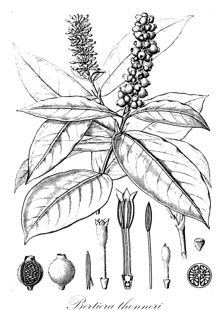 Bertiera thonneri - Rubiaceae,Plantae,Pteridobiotina,Angiosperms,Gentianales,Rubiaceae,Bertiera,Bertiera thonneri,Bertiera mildbraedii