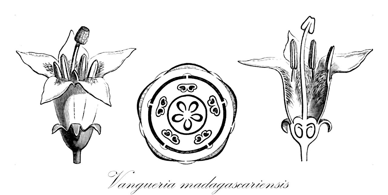 Vangueria madagascariensis - Rubiaceae,Plantae,Pteridobiotina,Angiosperms,Gentianales,Rubiaceae,Vangueria,Vangueria madagascariensis,Dondisia foetida, Vangueria edulis, Vangueria madagascariensis subsp. madagascariensis