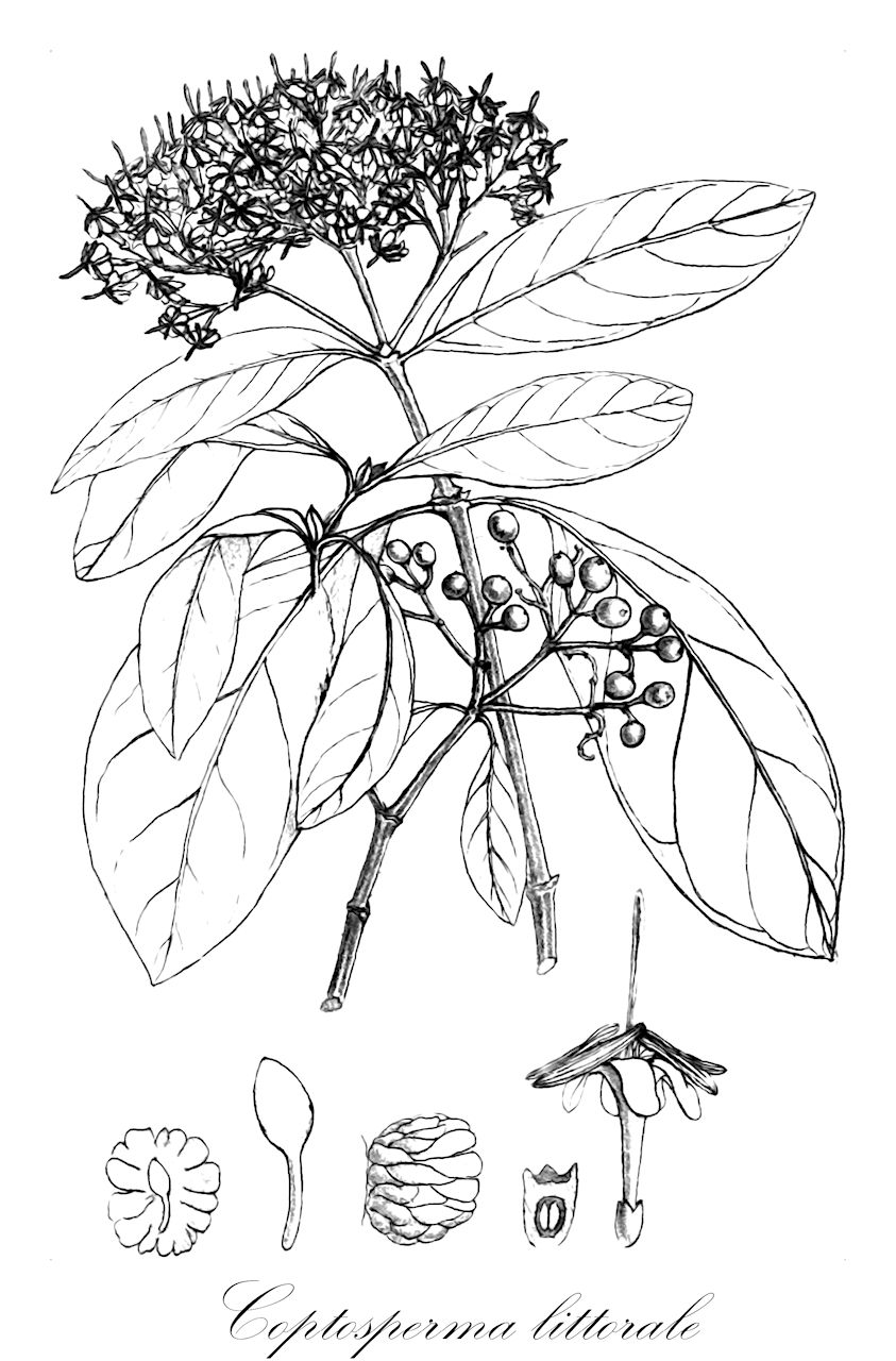 Coptosperma littorale - Rubiaceae,Plantae,Pteridobiotina,Angiosperms,Gentianales,Rubiaceae,Coptosperma,Coptosperma littorale,Enterospermum littorale, Tarenna littoralis