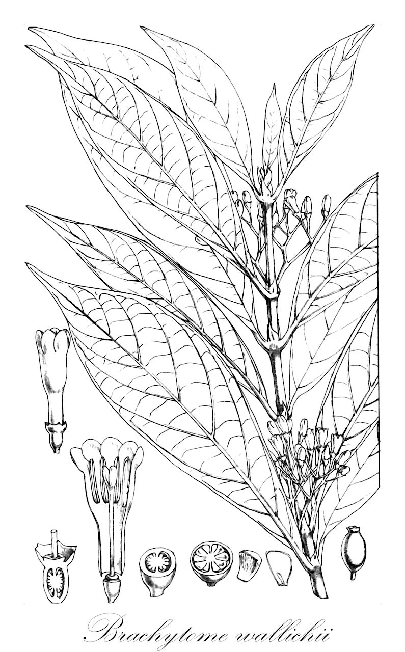 Brachytome wallichii - Rubiaceae,Plantae,Pteridobiotina,Angiosperms,Gentianales,Rubiaceae,Brachytome,Brachytome wallichii