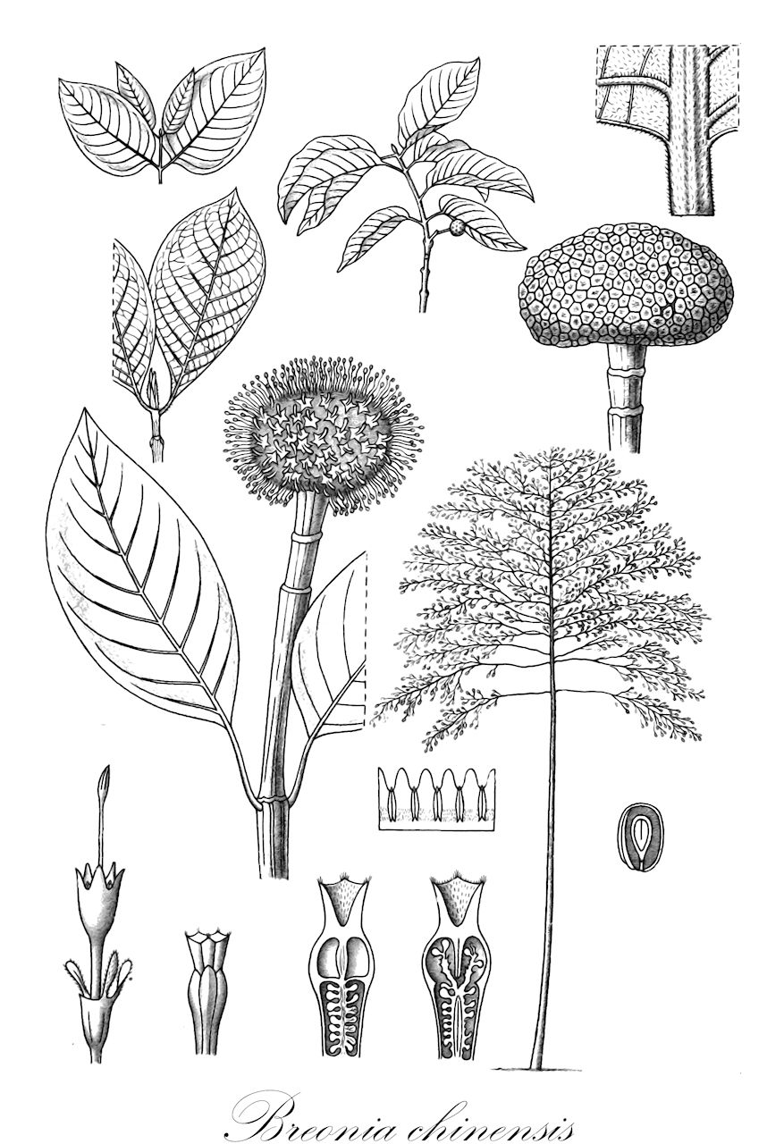 Breonia chinensis - Rubiaceae,Plantae,Pteridobiotina,Angiosperms,Gentianales,Rubiaceae,Breonia,Breonia chinensis,Anthocephalus chinensis, Anthocephalus indicus, Breonia citrifolia, Breonia coriacea, Breonia mauritiana, Breonia richardiana, Cephalanthus chinensis, Cephalidium citrifolium, Cephalina richardii, Nauclea citrifolia, Sarcocephalus richardianus, Sarcocephalus richardii