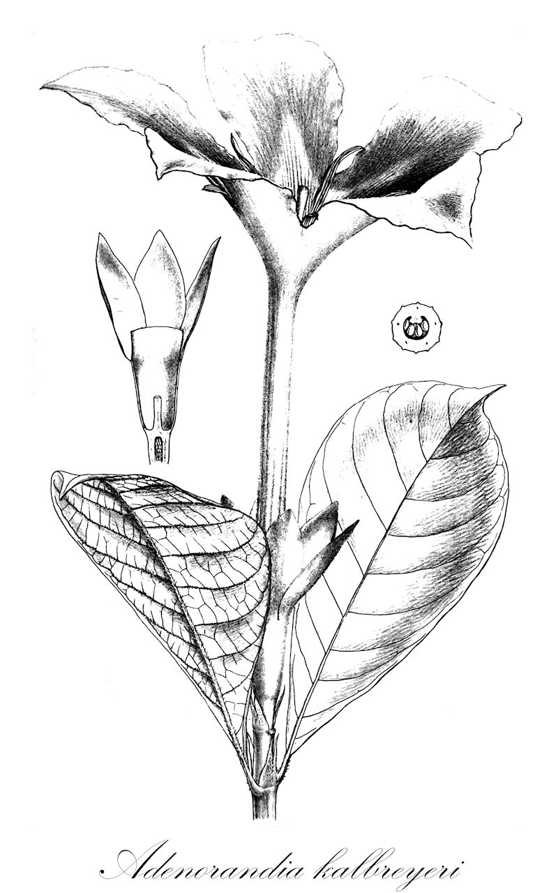 Adenorandia kalbreyeri - Rubiaceae,Plantae,Pteridobiotina,Angiosperms,Gentianales,Rubiaceae,Adenorandia,Adenorandia kalbreyeri,Gardenia gossleriana, Gardenia kalbreyeri, Pseudogardenia kalbreyeri, Randia purpureomaculata