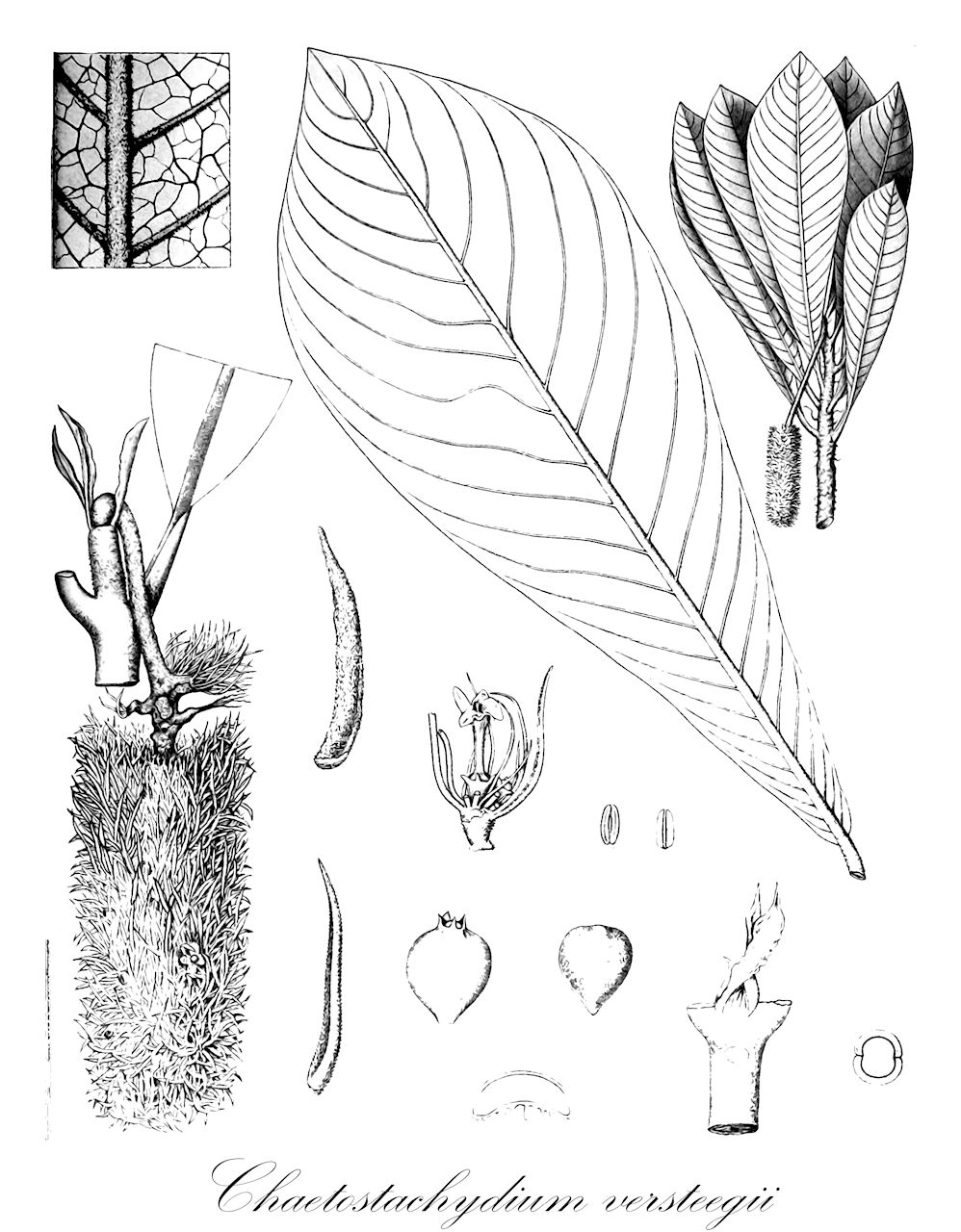 Chaetostachydium versteegii - Rubiaceae,Plantae,Pteridobiotina,Angiosperms,Gentianales,Rubiaceae,Chaetostachydium,Chaetostachydium versteegii,Chaetostachys versteegii