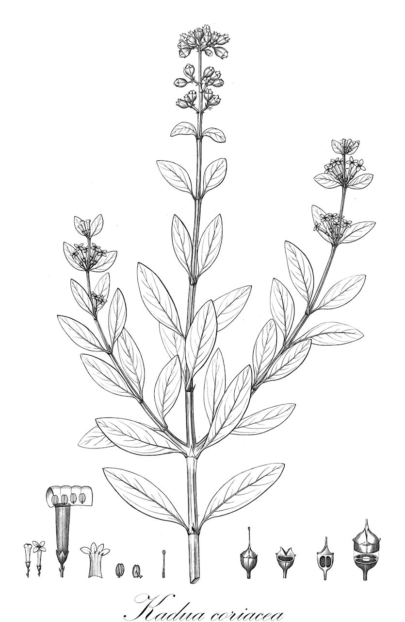 Kadua coriacea - Rubiaceae,Plantae,Pteridobiotina,Angiosperms,Gentianales,Rubiaceae,Kadua,Kadua coriacea,Hedyotis conostyla, Hedyotis coriacea, Hedyotis coriacea f. conostyla, Hedyotis menziesiana, Hedyotis smithii, Kadua arnottii, Kadua conostyla, Kadua menziesiana, Kadua smithii, Oldenlandia conostyla