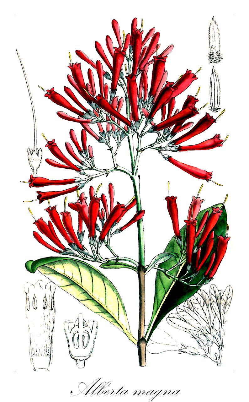 Alberta magna - Rubiaceae,Plantae,Pteridobiotina,Angiosperms,Gentianales,Rubiaceae,Alberta,Alberta magna