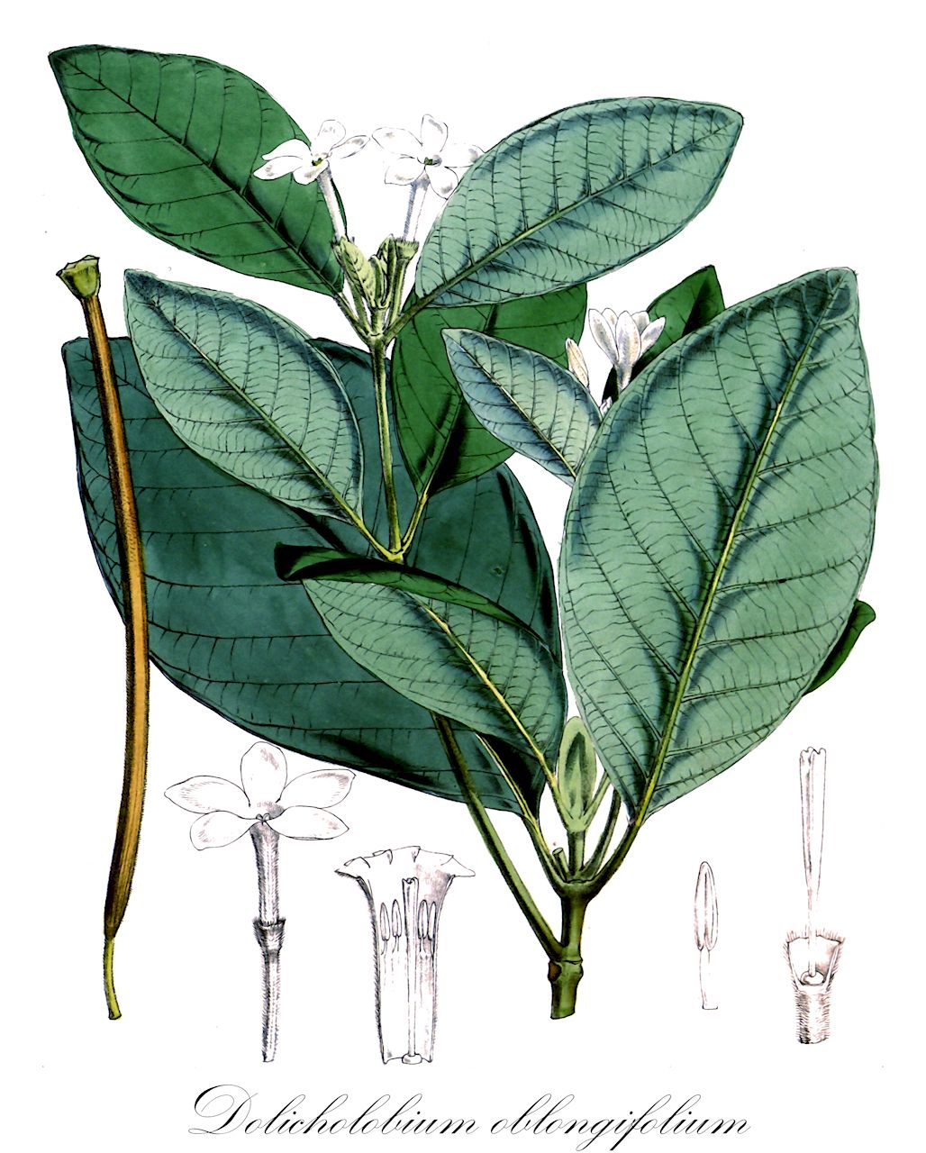 Dolicholobium oblongifolium - Rubiaceae,Plantae,Pteridobiotina,Angiosperms,Gentianales,Rubiaceae,Dolicholobium,Dolicholobium oblongifolium,Dolicholobium latifolium, Dolicholobium longissimum, Dolicholobium oblongifolium var. degeneri, Dolicholobium oblongifolium var. longissimum