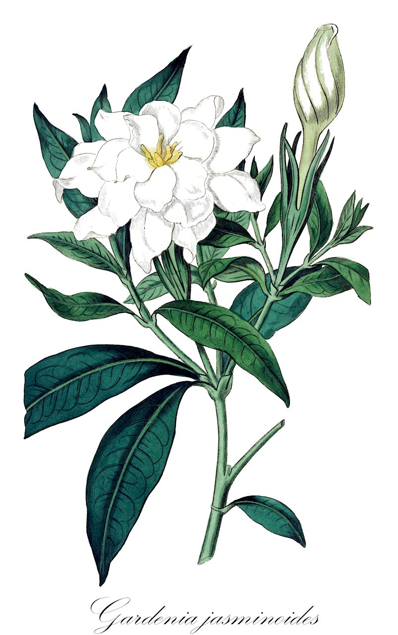 Gardenia jasminoides - Rubiaceae,Plantae,Pteridobiotina,Angiosperms,Gentianales,Rubiaceae,Gardenia,Gardenia jasminoides,Gardenia angustifolia, Gardenia angustifolia var. kosyunensis, Gardenia augusta, Gardenia augusta f. shanpinensis, Gardenia augusta var. grandiflora, Gardenia augusta var. kosyunensis, Gardenia augusta var. longisepala, Gardenia augusta var. ovalifolia, Gardenia florida, Gardenia florida f. oblanceolata, Gardenia florida f. simpliciflora, Gardenia florida f. thunbergii, Gardenia florida unr. variegata, Gardenia florida var. fortuneana, Gardenia florida var. grandiflora, Gardenia florida var. maruba, Gardenia florida var. ovalifolia, Gardenia florida var. plena, Gardenia florida var. radicans, Gardenia grandiflora, Gardenia grandiflora, Gardenia jasminoides f. albomarginata, Gardenia jasminoides f. albovariegata, Gardenia jasminoides f. aureovariegata, Gardenia jasminoides f. grandiflora, Gardenia jasminoides f. kueishanensis, Gardenia jasminoides f. longicarpa, Gardenia jasminoides f. maruba, Gardenia jasminoides f. oblanceolata, Gardenia jasminoides f. ovalifolia, Gardenia jasminoides f. simpliciflora, Gardenia jasminoides f. variegata, Gardenia jasminoides var. fortuneana, Gardenia jasminoides var. grandiflora, Gardenia jasminoides var. jasminoides, Gardenia jasminoides var. kosyunensis, Gardenia jasminoides var. longisepala, Gardenia jasminoides var. maruba, Gardenia jasminoides var. ovalifolia, Gardenia jasminoides var. plana, Gardenia jasminoides var. plena, Gardenia jasminoides var. radicans, Gardenia jasminoides var. variegata, Gardenia longisepala, Gardenia maruba, Gardenia pictorum, Gardenia radicans, Gardenia radicans unr. variegata, Gardenia radicans var. simpliciflora, Gardenia schlechteri, Genipa florida, Genipa grandiflora, Genipa radicans, Jasminum capense, Mussaenda chinensis, Warneria augusta