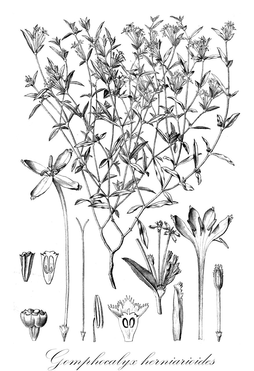 Gomphocalyx herniarioides - Rubiaceae,Plantae,Pteridobiotina,Angiosperms,Gentianales,Rubiaceae,Gomphocalyx,Gomphocalyx herniarioides