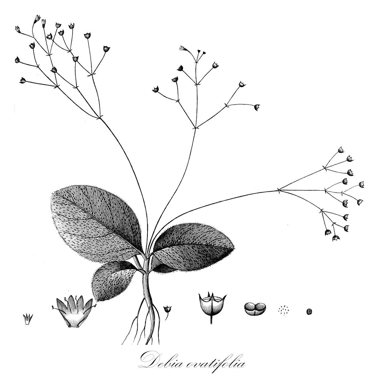 Debia ovatifolia - Rubiaceae,Plantae,Pteridobiotina,Angiosperms,Gentianales,Rubiaceae,Debia,Debia ovatifolia,Gonotheca ovatifolia, Hedyotis nudicaulis, Hedyotis ovatifolia, Hedyotis scapigera, Hedyotis spergulacea, Oldenlandia lakshnakarae, Oldenlandia nudicaulis, Oldenlandia ovatifolia, Oldenlandia rotundifolia, Oldenlandia spergulacea, Thecagonum ovatifolium