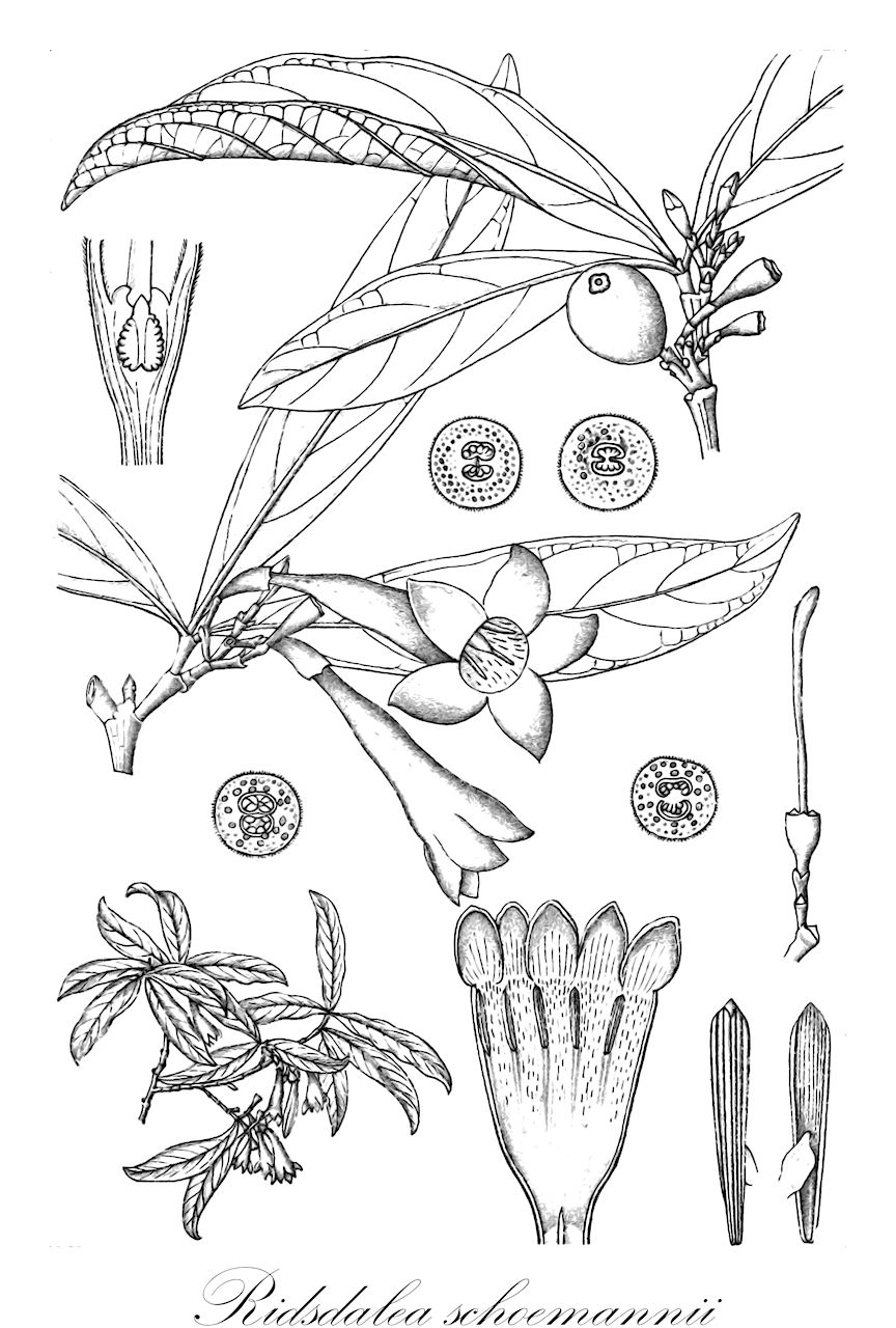 Ridsdalea schoemannii - Rubiaceae,Plantae,Pteridobiotina,Angiosperms,Gentianales,Rubiaceae,Ridsdalea,Ridsdalea schoemannii,Gardenia schoemannii, Randia exaltata, Randia schoemanii, Rothmannia exaltata, Rothmannia schoemanii