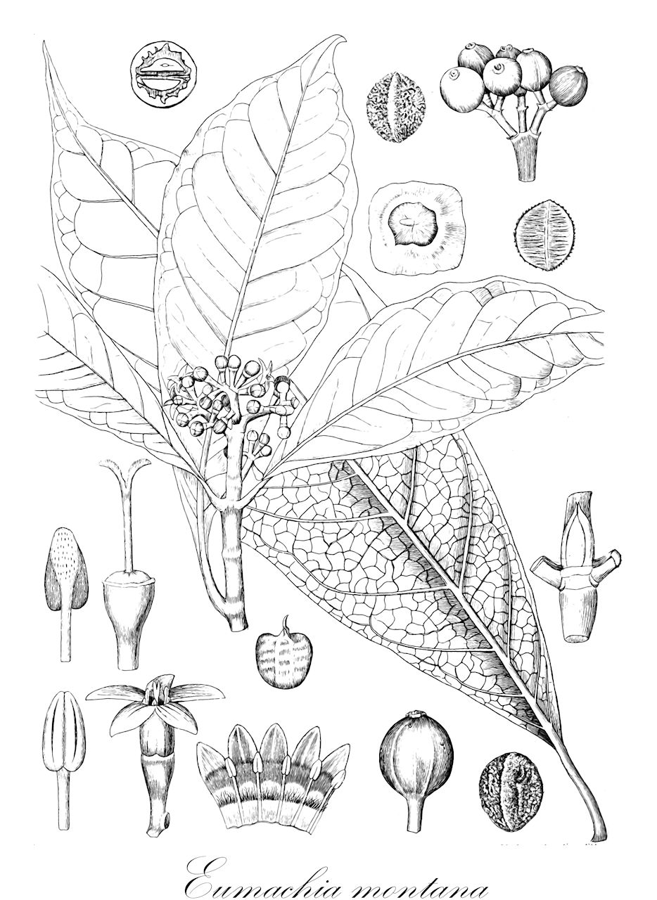 Eumachia montana - Rubiaceae,Plantae,Pteridobiotina,Angiosperms,Gentianales,Rubiaceae,Eumachia,Eumachia montana,Chassalia expansa, Chassalia montana, Psychotria bantamensis, Psychotria expansa, Psychotria montana, Psychotria montana var. leiopyrena, Psychotria montana var. tabacifolia, Psychotria tabacifolia, Psychotria umbellata, Psychotria viridissima, Uragoga acutifolia, Uragoga bantamensis, Uragoga montana