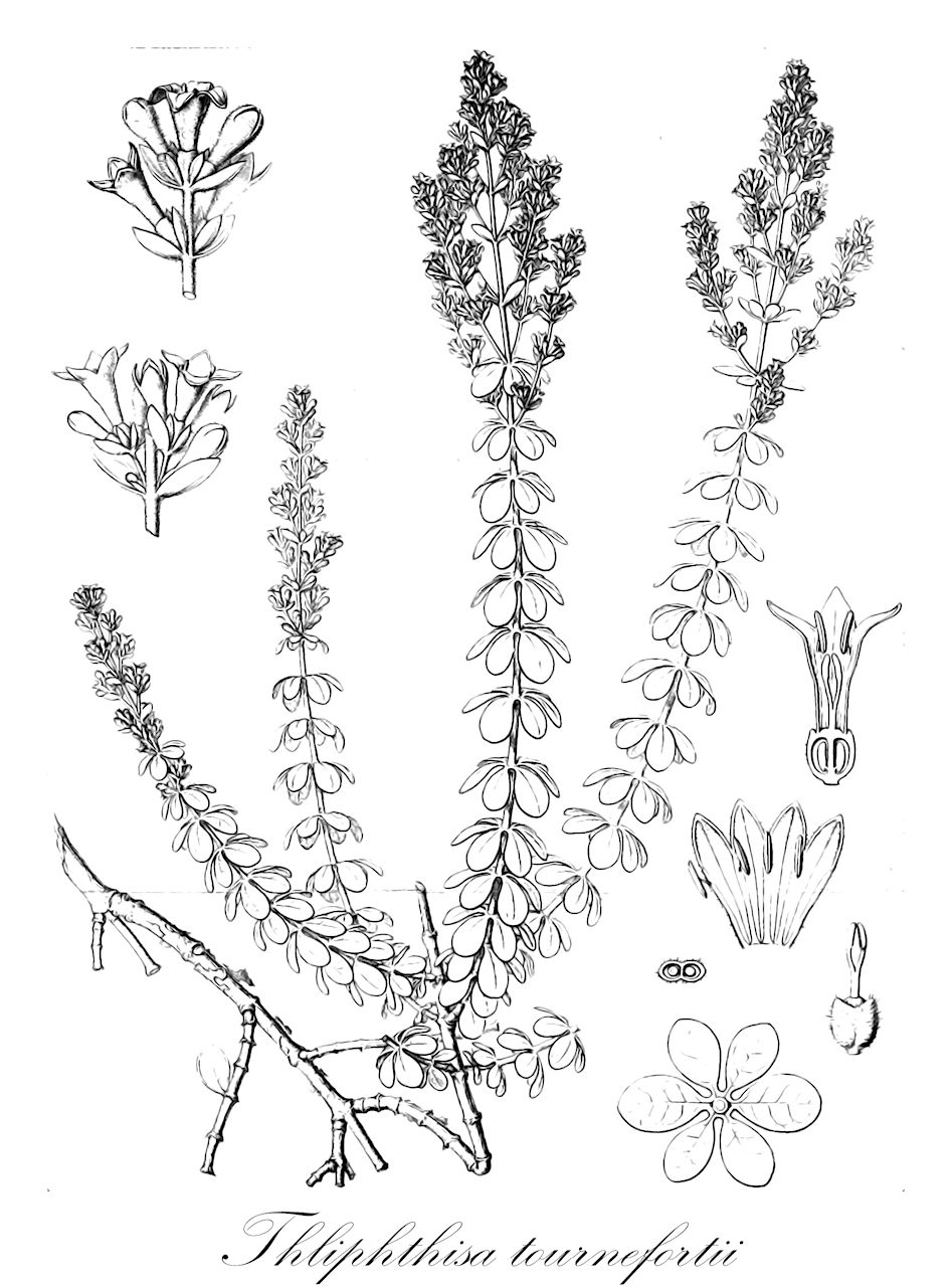 Thliphthisa tournefortii - Rubiaceae,Plantae,Pteridobiotina,Angiosperms,Gentianales,Rubiaceae,Thliphthisa,Thliphthisa tournefortii,Asperula majori, Asperula tournefortii, Crucianella tournefortii