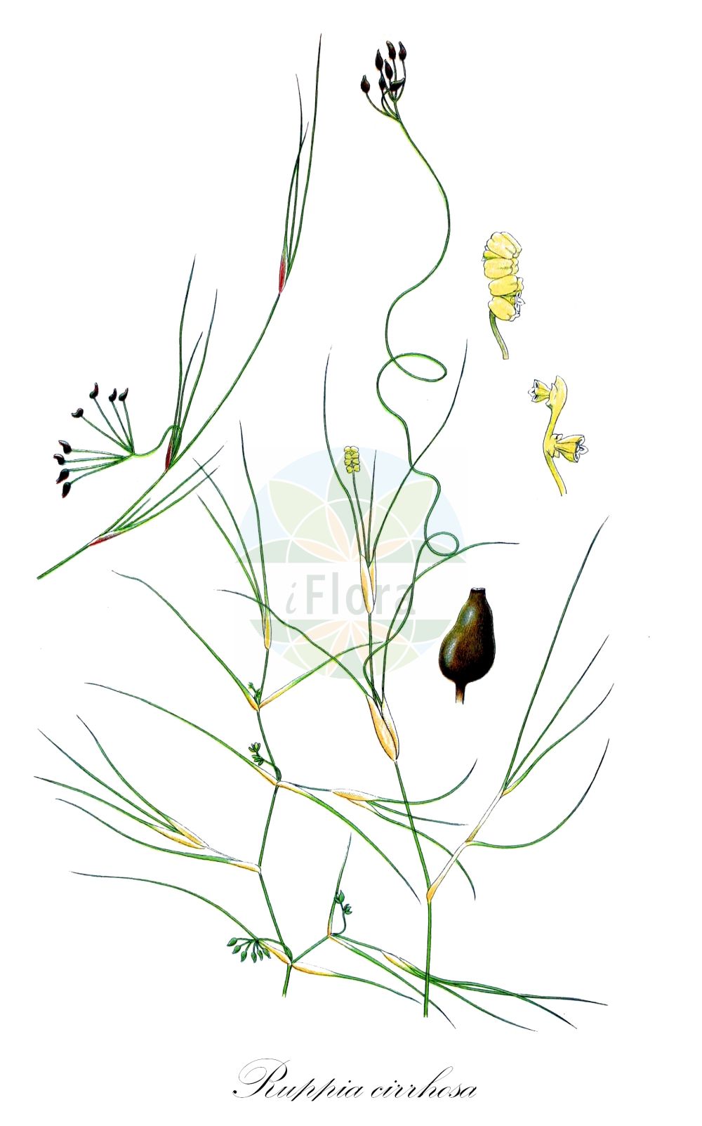 Historische Abbildung von Ruppia cirrhosa (Schraubige Salde - Spiral Tasselweed). Das Bild zeigt Blatt, Bluete, Frucht und Same. ---- Historical Drawing of Ruppia cirrhosa (Schraubige Salde - Spiral Tasselweed).The image is showing leaf, flower, fruit and seed.(Ruppia cirrhosa,Schraubige Salde,Spiral Tasselweed,Buccaferrea cirrhosa,Ruppia drepanensis,Ruppia spiralis,Spiralige Ruppie,Ditchgrass,Spiral Ditchgrass,Tassel Pondweed,Ruppia,Salde,Widgeonweed,Ruppiaceae,Saldengewaechse,Widgeonweed family,Blatt,Bluete,Frucht,Same,leaf,flower,fruit,seed,Lindman (1901-1905))