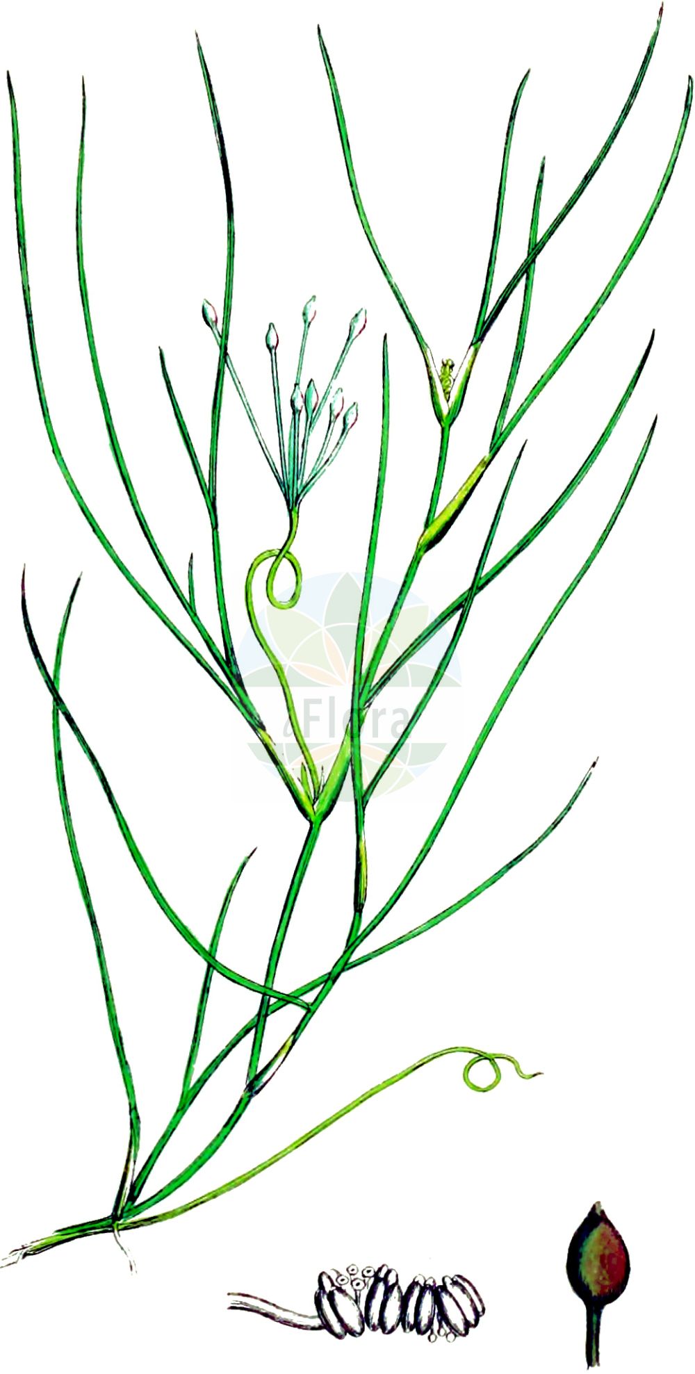 Historische Abbildung von Ruppia cirrhosa (Schraubige Salde - Spiral Tasselweed). Das Bild zeigt Blatt, Bluete, Frucht und Same. ---- Historical Drawing of Ruppia cirrhosa (Schraubige Salde - Spiral Tasselweed).The image is showing leaf, flower, fruit and seed.(Ruppia cirrhosa,Schraubige Salde,Spiral Tasselweed,Buccaferrea cirrhosa,Ruppia cirrhosa,Ruppia drepanensis,Ruppia spiralis,Schraubige Salde,Spiralige Ruppie,Spiral Tasselweed,Ditchgrass,Spiral Ditchgrass,Tassel Pondweed,Ruppia,Salde,Widgeonweed,Ruppiaceae,Saldengewaechse,Widgeonweed family,Blatt,Bluete,Frucht,Same,leaf,flower,fruit,seed,Sowerby (1790-1813))