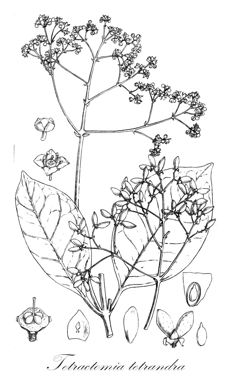 Tetractomia tetrandra - Rutaceae,Plantae,Pteridobiotina,Angiosperms,Sapindales,Rutaceae,Tetractomia,Tetractomia tetrandra,Ampacus pedunculosa, Melicope beccarii, Melicope philippinensis, Melicope tetrandra, Terminthodia lanceolata, Terminthodia obovata, Terminthodia oppositifolia, Terminthodia orbiculata, Terminthodia schultzei-leonhardii, Terminthodia treubiana, Terminthodia viridiflora, Tetractomia acuminata, Tetractomia beccarii, Tetractomia holttumii, Tetractomia lanceolata, Tetractomia latifolia, Tetractomia lauterbachiana, Tetractomia montana, Tetractomia obovata, Tetractomia oppositifolia, Tetractomia orbiculata, Tetractomia pachyphylla, Tetractomia parviflora, Tetractomia philippinensis, Tetractomia treubiana