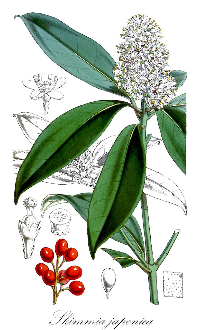 Skimmia japonica - Rutaceae,Plantae,Pteridobiotina,Angiosperms,Sapindales,Rutaceae,Skimmia,Skimmia japonica,Ilex skimmia, Skimmia fragrans, Skimmia fragrantissima, Skimmia japonica var. japonica, Skimmia oblata, Skimmia rugosa, Skimmia veitchii,Japanische Skimmie