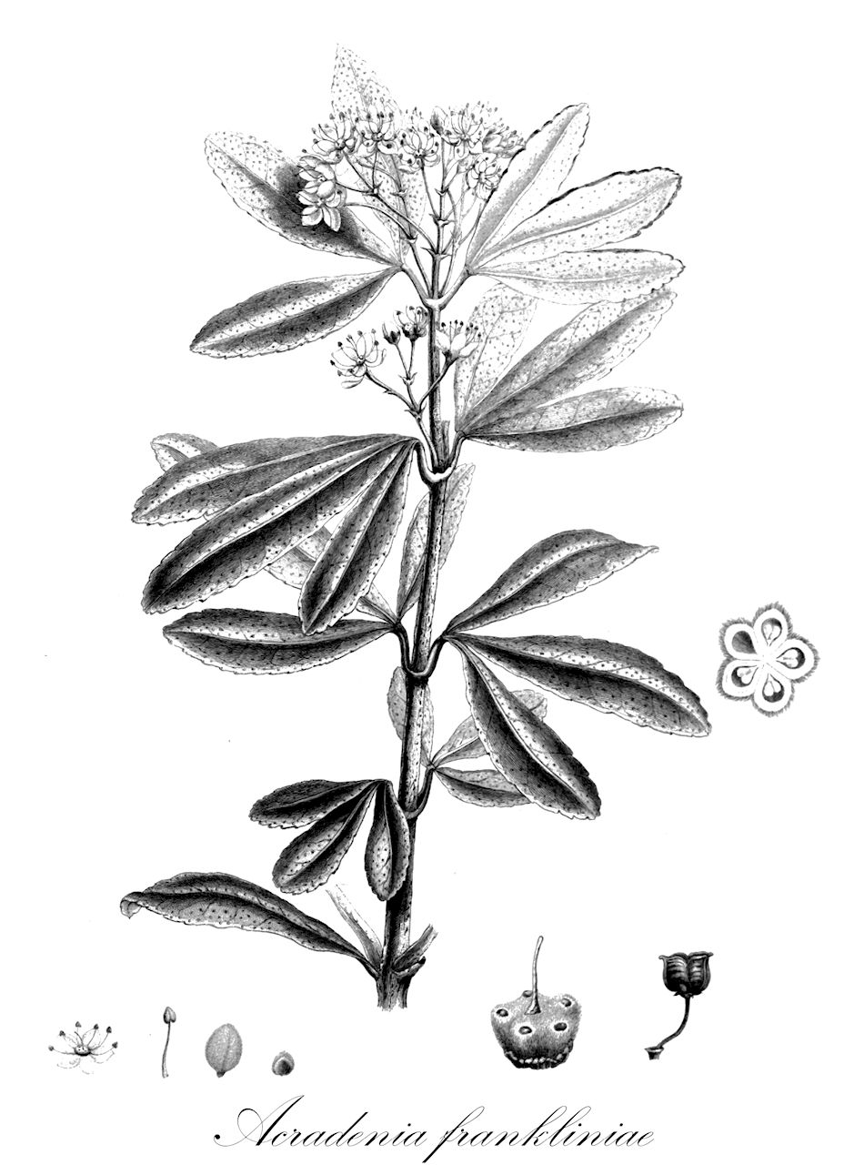 Acradenia frankliniae - Rutaceae,Plantae,Pteridobiotina,Angiosperms,Sapindales,Rutaceae,Acradenia,Acradenia frankliniae,Acradenia zierioides, Zieria frankliniae