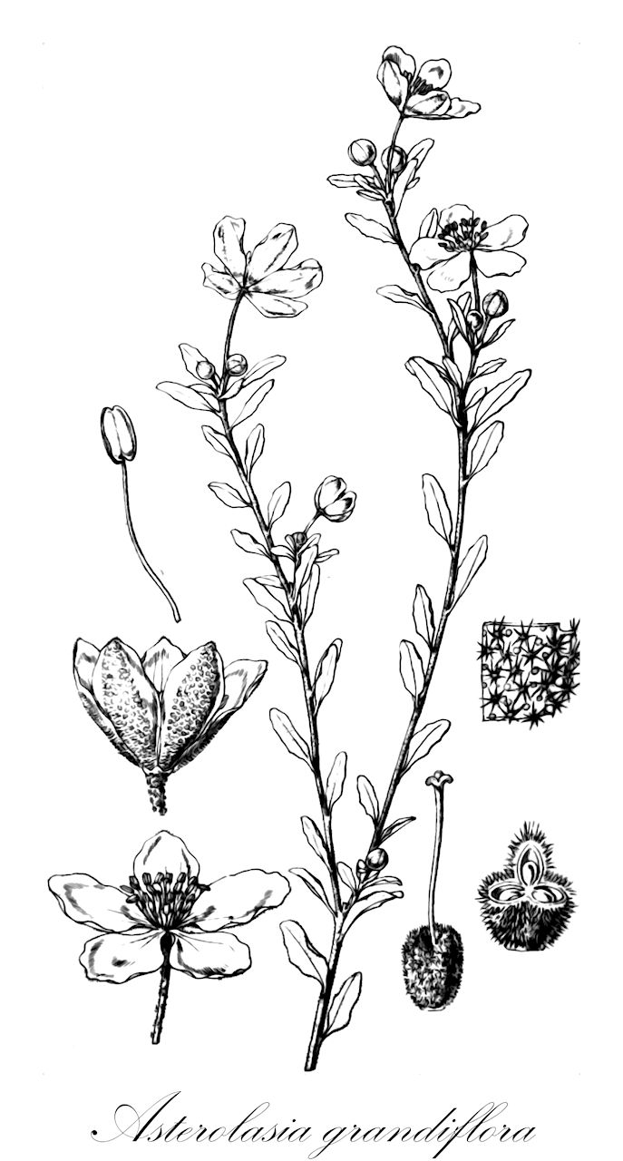 Asterolasia grandiflora - Rutaceae,Plantae,Pteridobiotina,Angiosperms,Sapindales,Rutaceae,Asterolasia,Asterolasia grandiflora,Asterolasia nivea, Eriostemon grandiflorus, Phebalium grandiflorum, Urocarpus grandiflorus, Urocarpus niveus