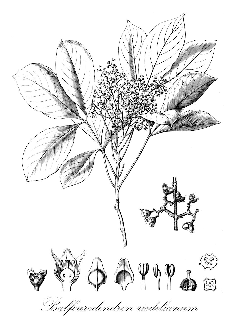 Balfourodendron riedelianum - Rutaceae,Plantae,Pteridobiotina,Angiosperms,Sapindales,Rutaceae,Balfourodendron,Balfourodendron riedelianum,Balfourodendron eburneum, Esenbeckia riedeliana, Helietta multiflora