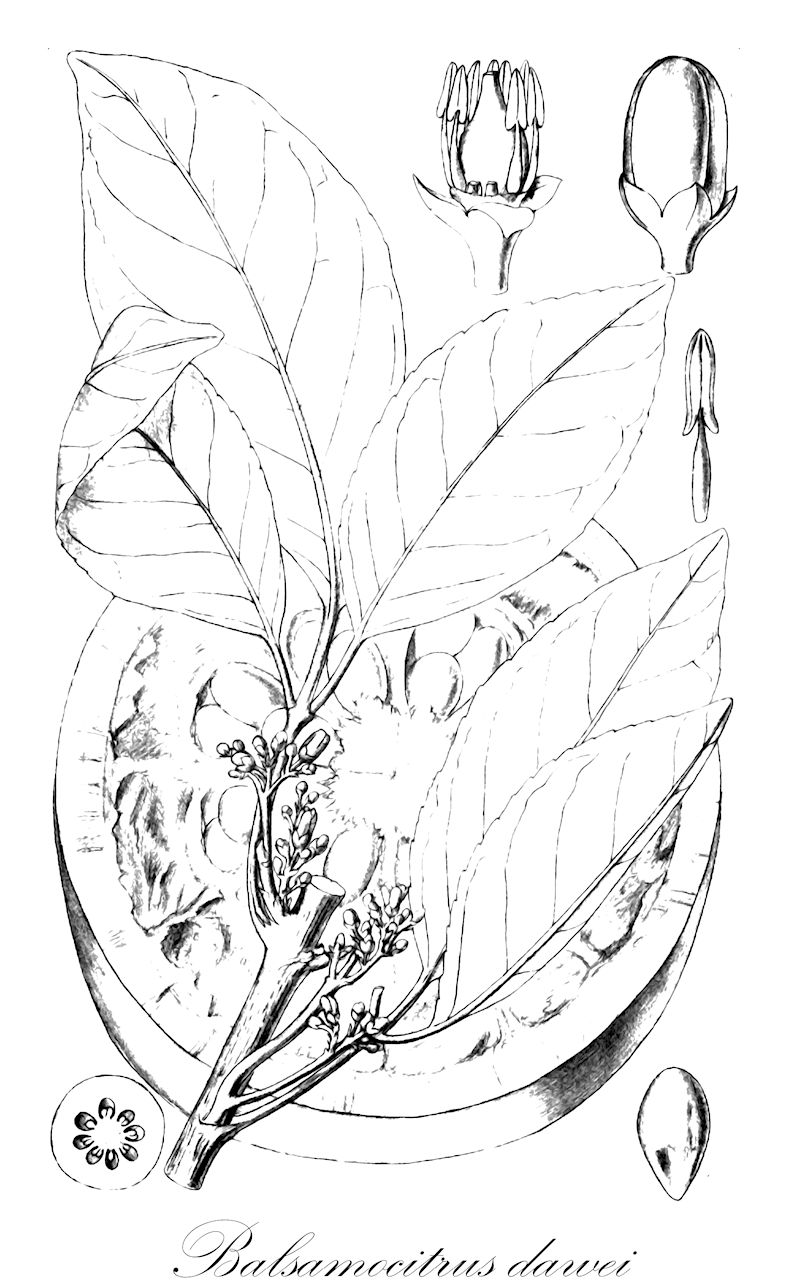 Balsamocitrus dawei - Rutaceae,Plantae,Pteridobiotina,Angiosperms,Sapindales,Rutaceae,Balsamocitrus,Balsamocitrus dawei