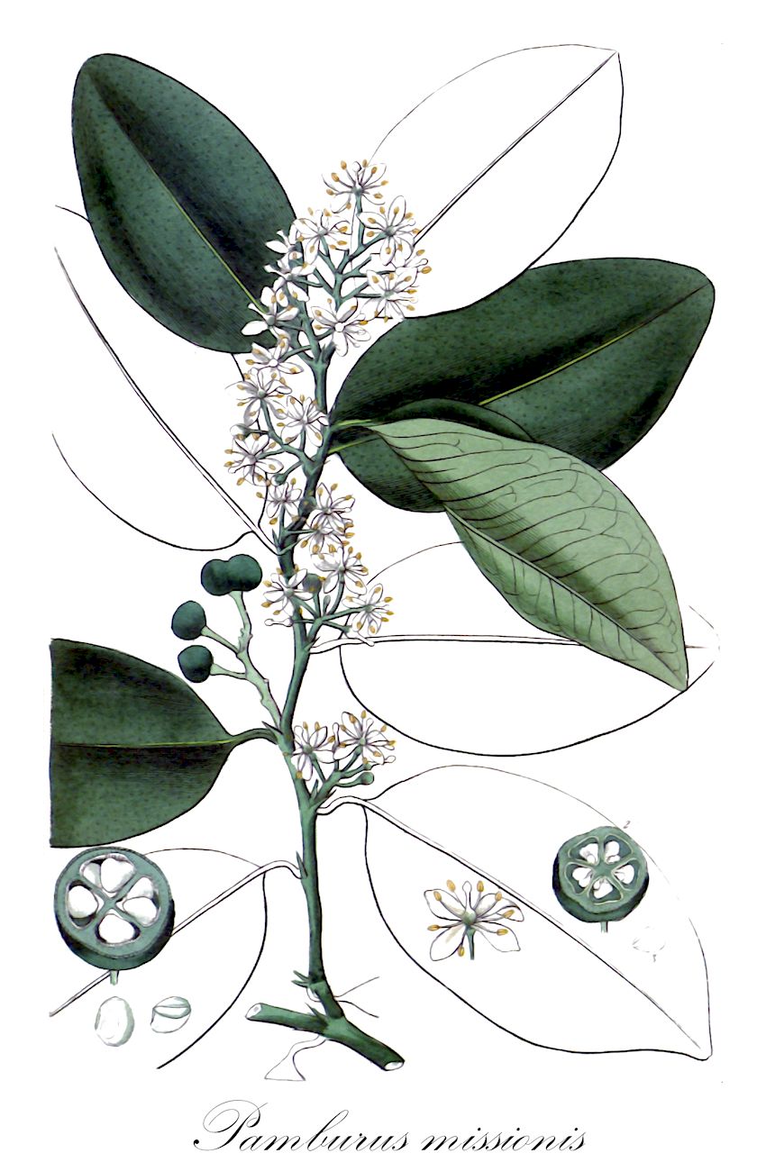 Pamburus missionis - Rutaceae,Plantae,Pteridobiotina,Angiosperms,Sapindales,Rutaceae,Pamburus,Pamburus missionis,Atalantia missionis, Chilocalyx elliptica, Limonia missionis, Paramignya missionis