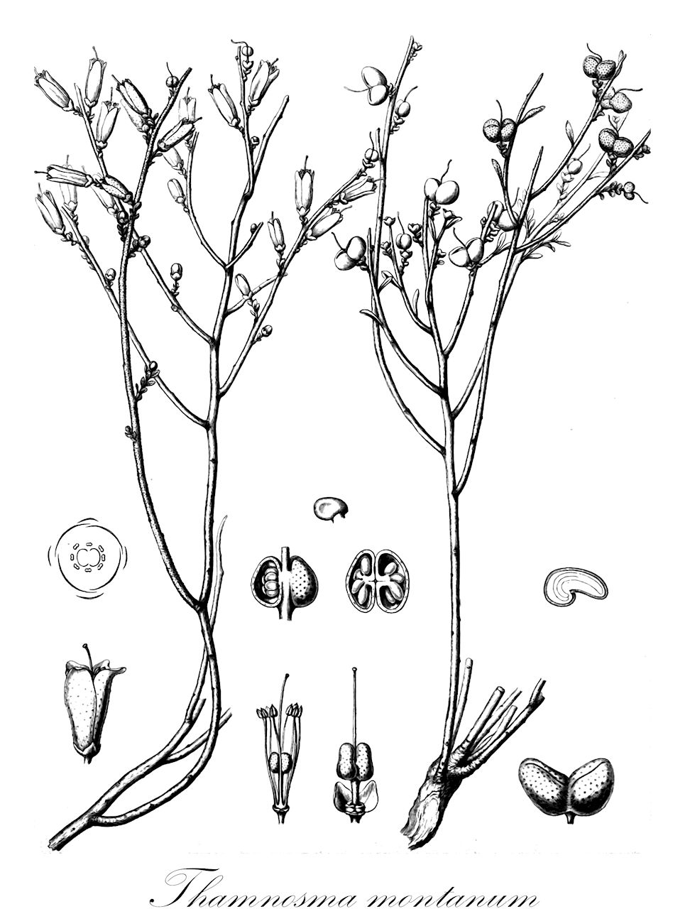 Thamnosma montanum - Rutaceae,Plantae,Pteridobiotina,Angiosperms,Sapindales,Rutaceae,Thamnosma,Thamnosma montanum