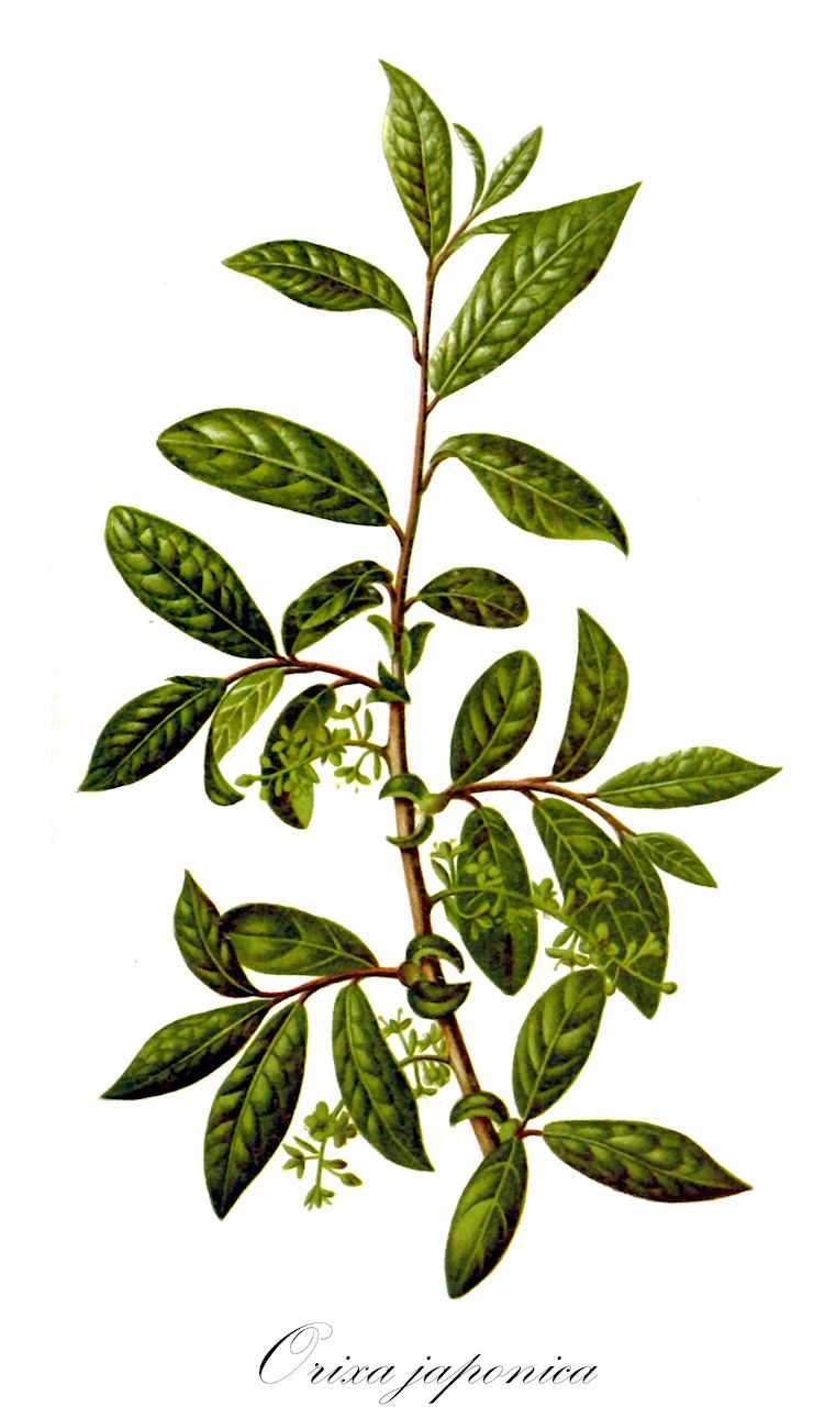 Orixa japonica - Rutaceae,Plantae,Pteridobiotina,Angiosperms,Sapindales,Rutaceae,Orixa,Orixa japonica,Celastrus dilatatus, Celastrus japonicus, Celastrus orixa, Euodia ramiflora, Ilex orixa, Orixa racemosa, Orixa subcoriacea, Othera orixa, Sabia cavaleriei, Sabia feddei