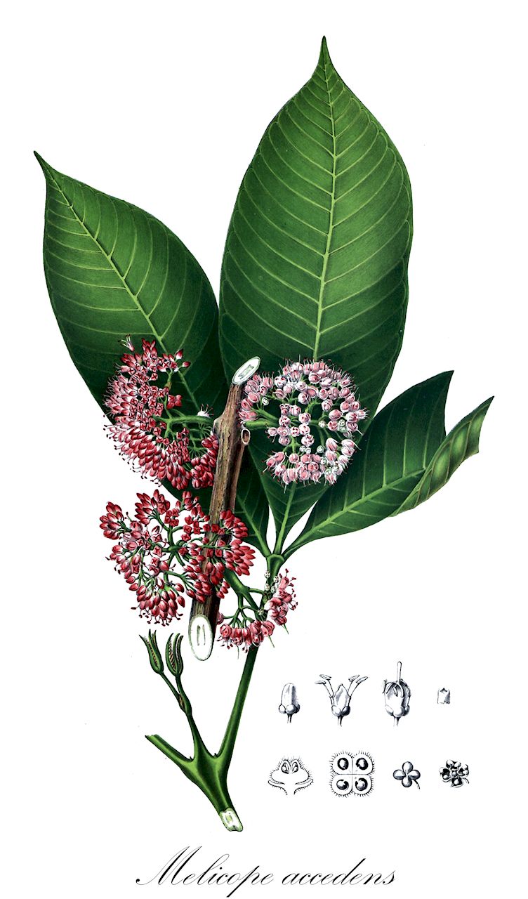 Melicope accedens - Rutaceae,Plantae,Pteridobiotina,Angiosperms,Sapindales,Rutaceae,Melicope,Melicope accedens,Ampacus accedens, Ampacus macrophylla, Euodia accedens, Euodia calophylla, Euodia parkinsonii, Zanthoxylum accedens