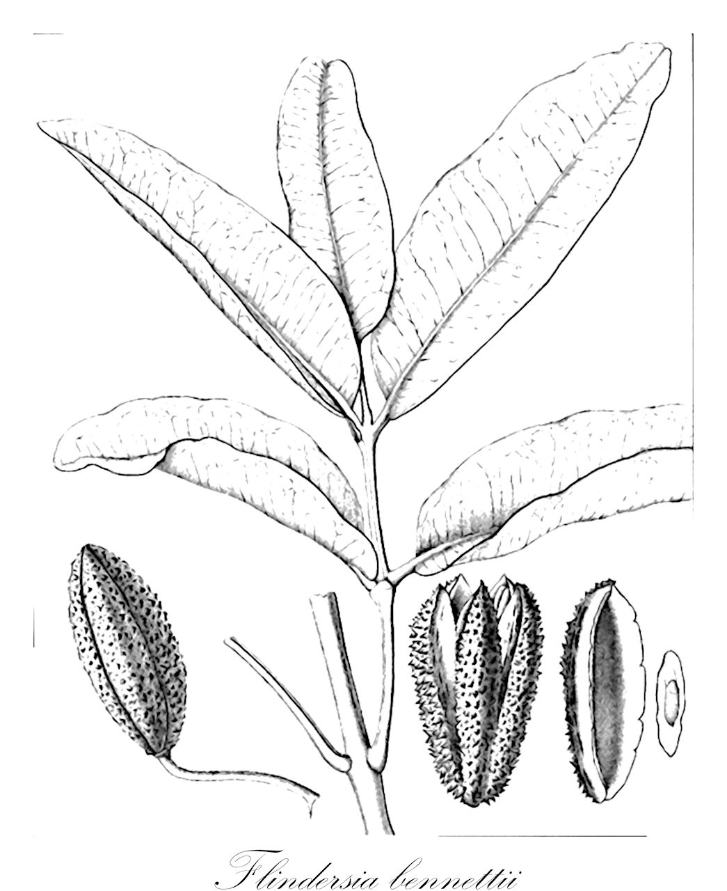 Flindersia bennettii - Rutaceae,Plantae,Pteridobiotina,Angiosperms,Sapindales,Rutaceae,Flindersia,Flindersia bennettii