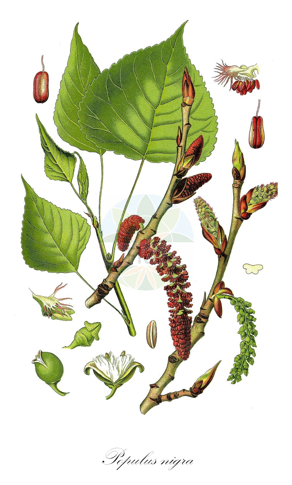 Historische Abbildung von Populus nigra (Schwarz-Pappel - Black-poplar). ---- Historical Drawing of Populus nigra (Schwarz-Pappel - Black-poplar).(Populus nigra,Schwarz-Pappel,Black-poplar,Populus nigra,Schwarz-Pappel,Birkenblaettrige Schwarzpappel,Sarbaum,Black-poplar,Lombardy Poplar,Populus,Pappel,Poplar,Salicaceae,Weidengewächse,Willow family,Thomé (1885))