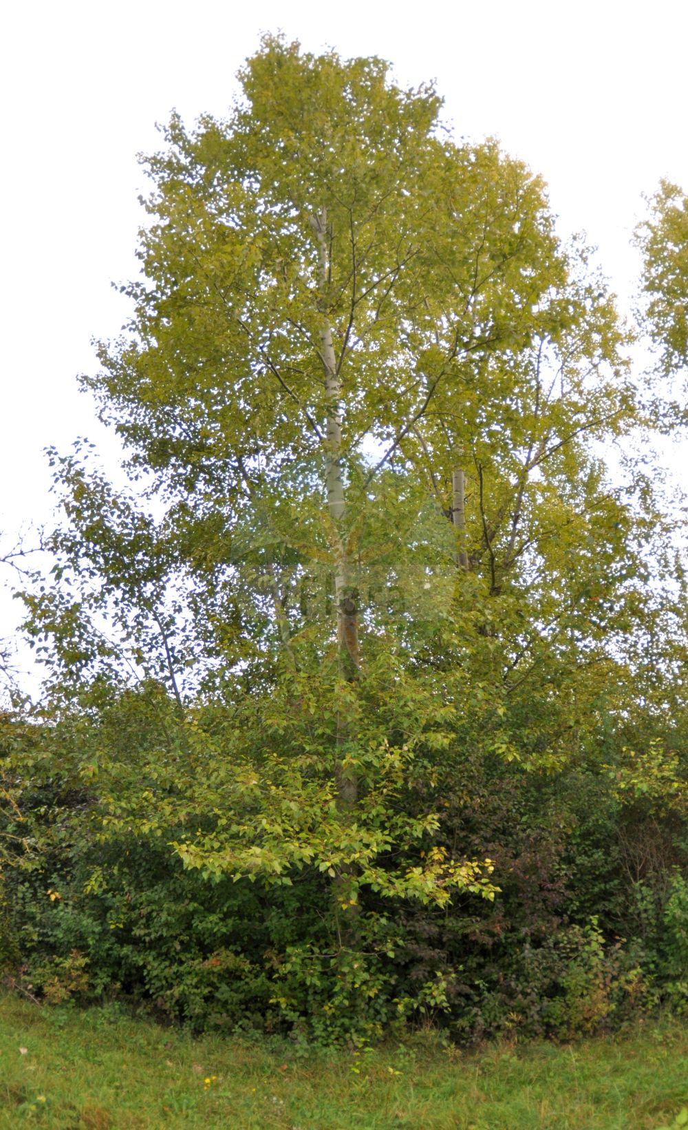 Foto von Populus balsamifera (Balsam-Pappel - Eastern Balsam-poplar). ---- Photo of Populus balsamifera (Balsam-Pappel - Eastern Balsam-poplar).(Populus balsamifera,Balsam-Pappel,Eastern Balsam-poplar,Populus balsamifera,Populus candicans,Populus longifolia,Populus tacamahaca,Populus tristis,Balsam-Pappel,Eastern Balsam-poplar,Balsam Poplar,Bam Tree,Hackmatack,Tacamahaca,Populus,Pappel,Poplar,Salicaceae,Weidengewächse,Willow family)