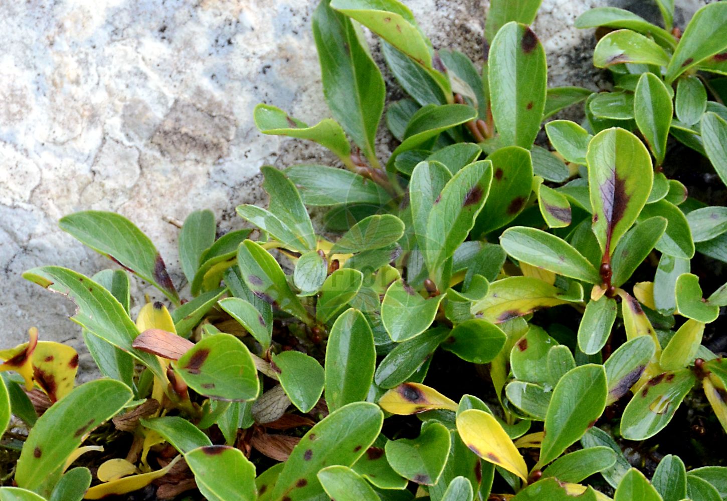 Foto von Salix retusa (Stumpfblättrige Weide - Blunt-leaved Willow). Das Foto wurde in La Rambertina, Waadt, Schweiz aufgenommen. ---- Photo of Salix retusa (Stumpfblättrige Weide - Blunt-leaved Willow). The picture was taken in La Rambertina, Vaud, Switzerland.(Salix retusa,Stumpfblättrige Weide,Blunt-leaved Willow,Salix kitaibeliana,Salix retusa,Salix retusa subsp. eu-retusa,,Stumpfblaettrige Weide,Gestutzte Weide,Blunt-leaved Willow,Salix,Weide,Osier,Salicaceae,Weidengewächse,Willow family)