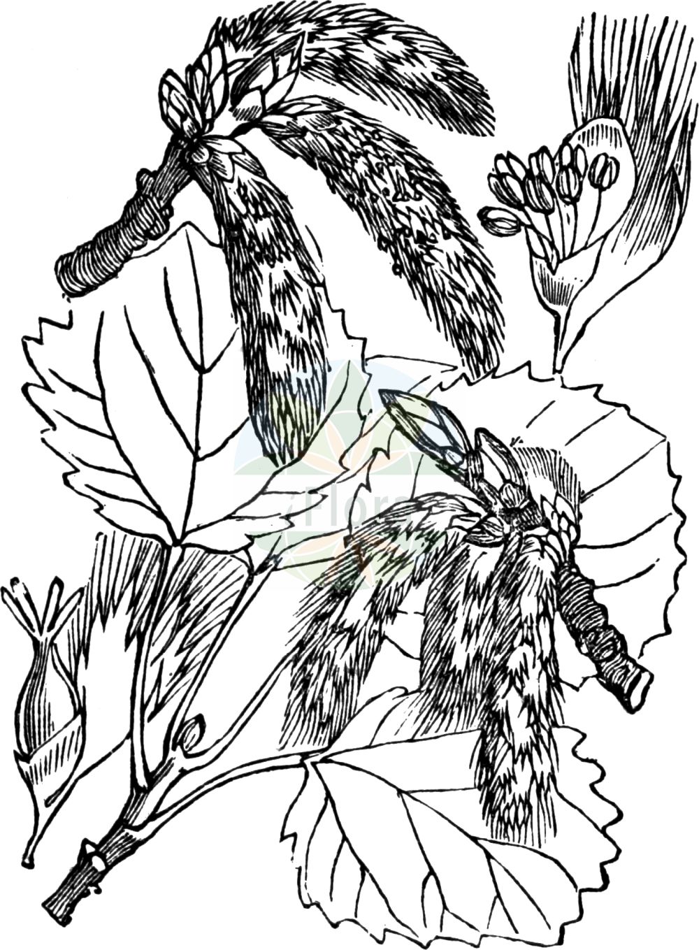 Historische Abbildung von Populus tremula (Zitter-Pappel - Aspen). Das Bild zeigt Blatt, Bluete, Frucht und Same. ---- Historical Drawing of Populus tremula (Zitter-Pappel - Aspen). The image is showing leaf, flower, fruit and seed.(Populus tremula,Zitter-Pappel,Aspen,Populus schischkinii,Populus tremula,Zitter-Pappel,Aspe,Espe,Aspen,American Aspen,European Aspen,Quaking Aspen,Trembling Poplar,Populus,Pappel,Poplar,Salicaceae,Weidengewächse,Willow family,Blatt,Bluete,Frucht,Same,leaf,flower,fruit,seed,Fitch et al. (1880))