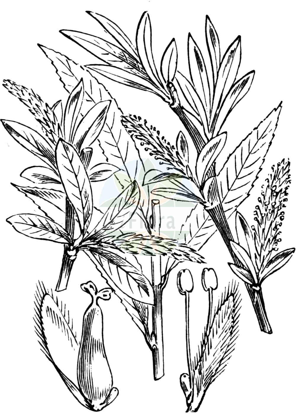 Ива белая (Salix Alba l.)