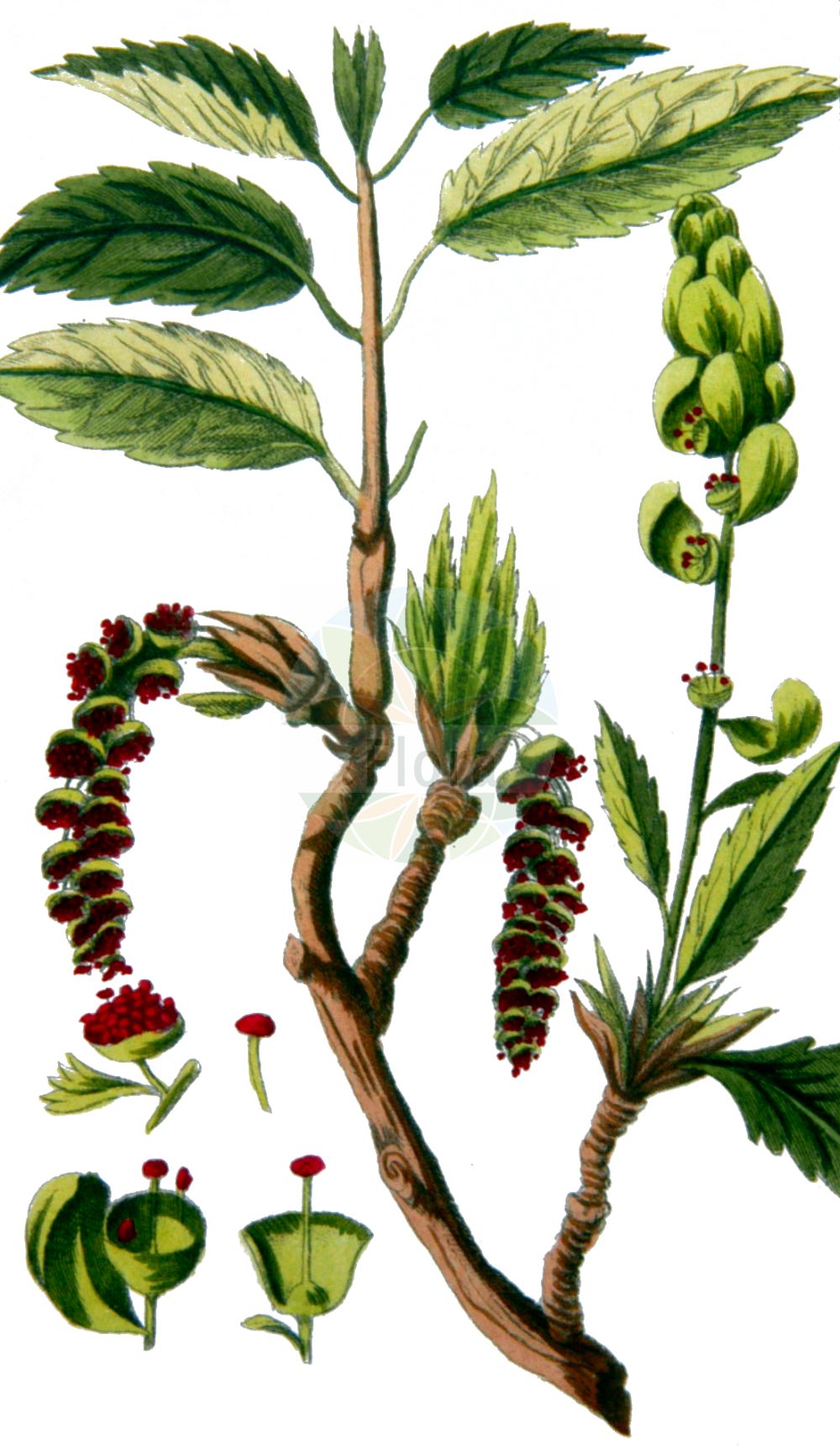 Historische Abbildung von Populus balsamifera agg. (Balsam-Pappel - Balsam Poplar). Das Bild zeigt Blatt, Bluete, Frucht und Same. ---- Historical Drawing of Populus balsamifera agg. (Balsam-Pappel - Balsam Poplar). The image is showing leaf, flower, fruit and seed.(Populus balsamifera agg.,Balsam-Pappel,Balsam Poplar,Balsam-Pappel,Balsam Poplar,Bam Tree,Eastern Balsam Poplar,Hackmatack,Tacamahaca,Populus,Pappel,Poplar,Salicaceae,Weidengewächse,Willow family,Blatt,Bluete,Frucht,Same,leaf,flower,fruit,seed,Oskamp et al. (1796-1800))