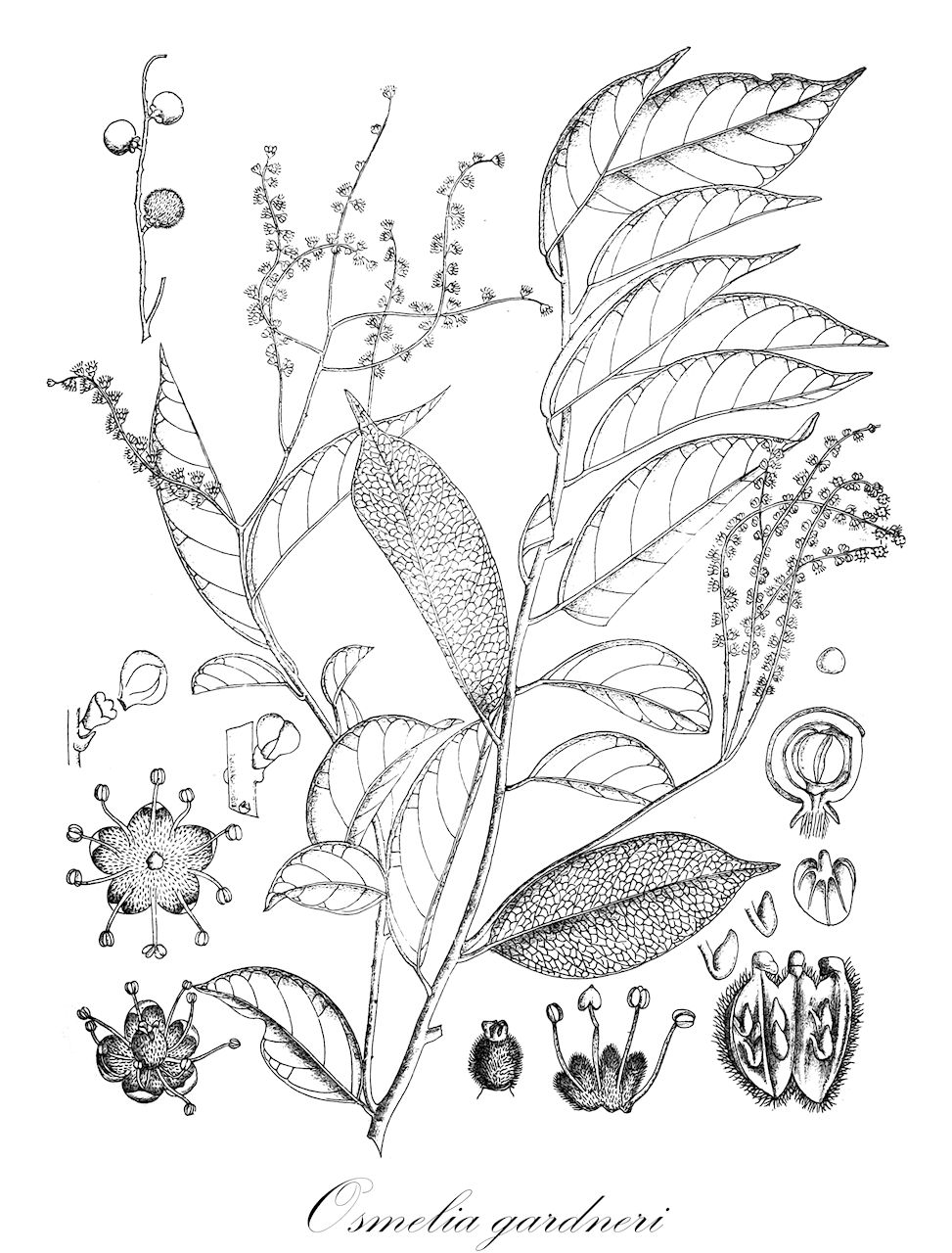 Osmelia gardneri - Salicaceae,Plantae,Pteridobiotina,Angiosperms,Malpighiales,Salicaceae,Osmelia,Osmelia gardneri,Casearia paniculata, Osmelia paniculata, Osmelia zeylanica, Stachycrater zeylanicus