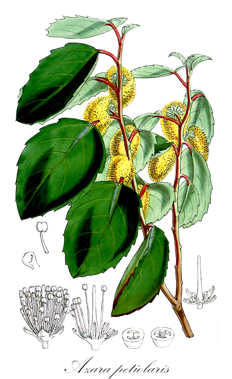 Azara petiolaris - Salicaceae,Plantae,Pteridobiotina,Angiosperms,Malpighiales,Salicaceae,Azara,Azara petiolaris,Azara crassifolia, Azara gilliesii, Azara gilliesii var. minor, Azara lilen, Quillaja petiolaris, Quillaja petiolaris