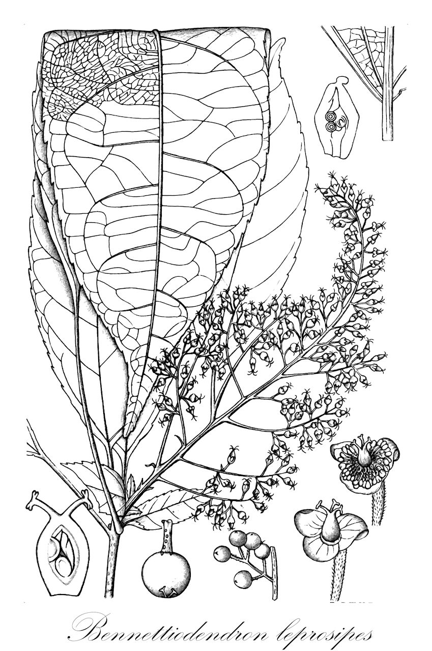 Bennettiodendron leprosipes - Salicaceae,Plantae,Pteridobiotina,Angiosperms,Malpighiales,Salicaceae,Bennettiodendron,Bennettiodendron leprosipes,Bennettia leprosipes, Bennettia leprosipes, Bennettiodendron leprosipes var. leprosipes, Bennettiodendron simaoense, Myroxylon leprosipes, Xylosma leprosipes