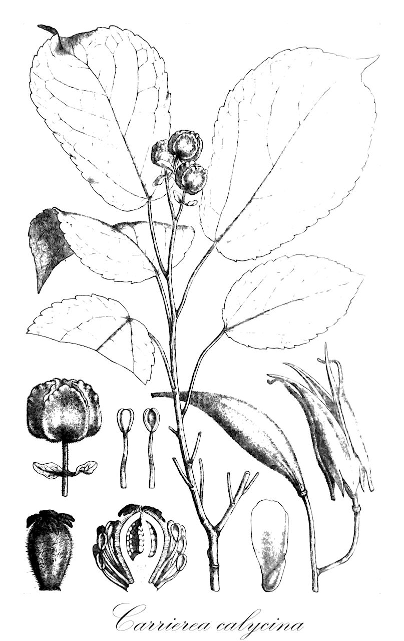 Carrierea calycina - Salicaceae,Plantae,Pteridobiotina,Angiosperms,Malpighiales,Salicaceae,Carrierea,Carrierea calycina,Carrierie