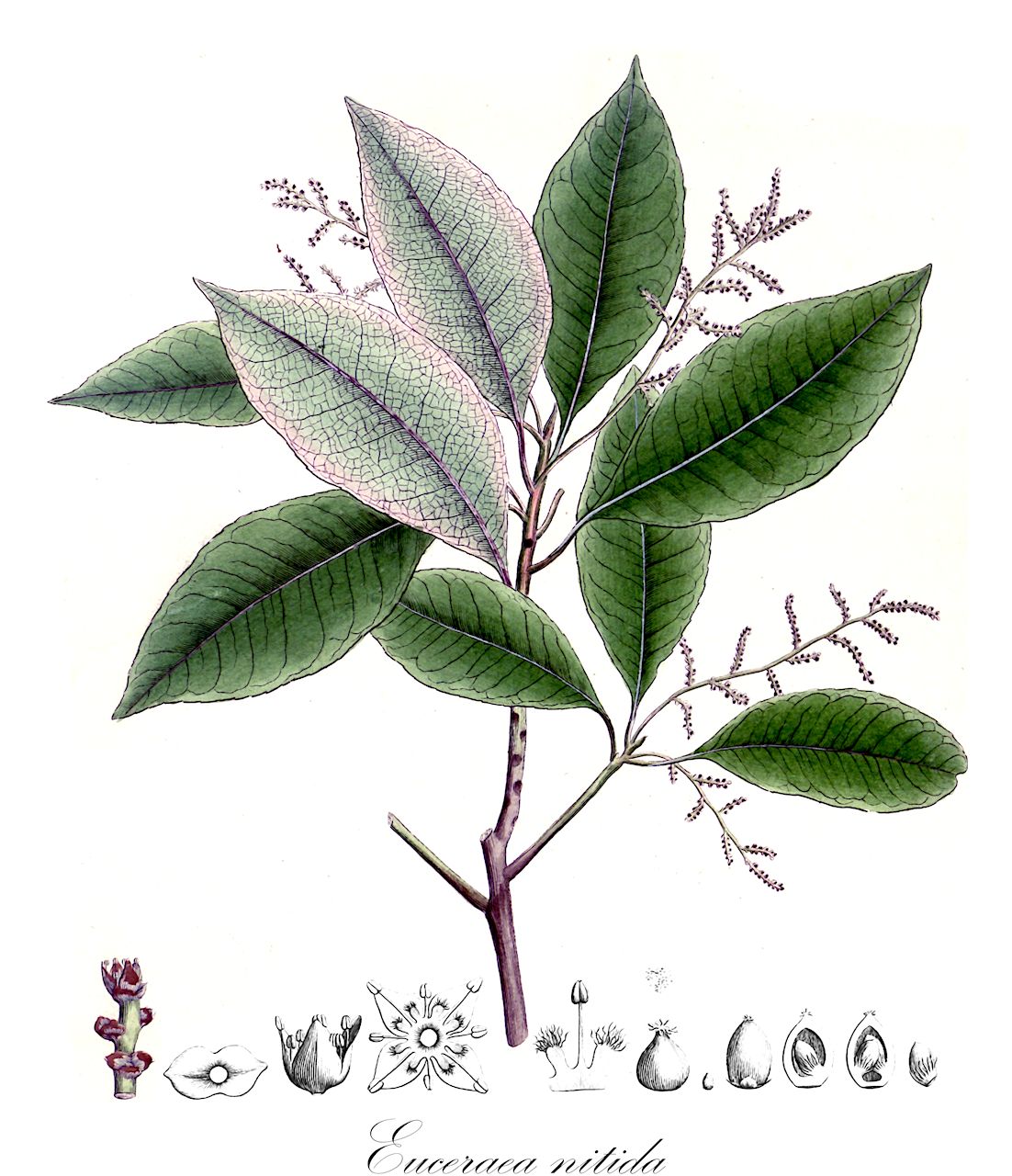 Euceraea nitida - Salicaceae,Plantae,Pteridobiotina,Angiosperms,Malpighiales,Salicaceae,Euceraea,Euceraea nitida