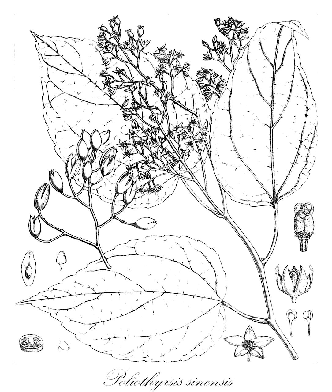 Poliothyrsis sinensis - Salicaceae,Plantae,Pteridobiotina,Angiosperms,Malpighiales,Salicaceae,Poliothyrsis,Poliothyrsis sinensis,Poliothyrsis sinensis var. sinensis,Poliothyrsis