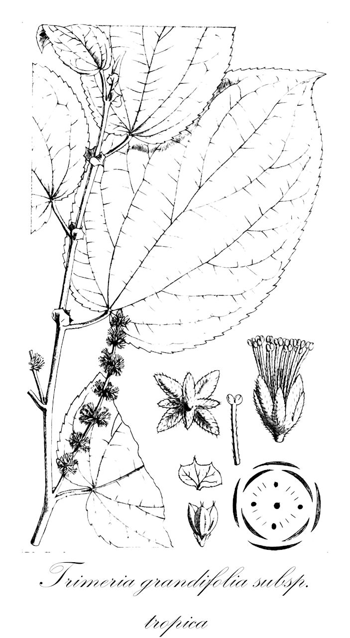 Trimeria grandifolia subsp. tropica - Salicaceae,Trimeria bakeri, Trimeria macrophylla, Trimeria tropica,Plantae,Pteridobiotina,Angiosperms,Malpighiales,Salicaceae,Trimeria,Trimeria grandifolia,Trimeria grandifolia subsp. tropica